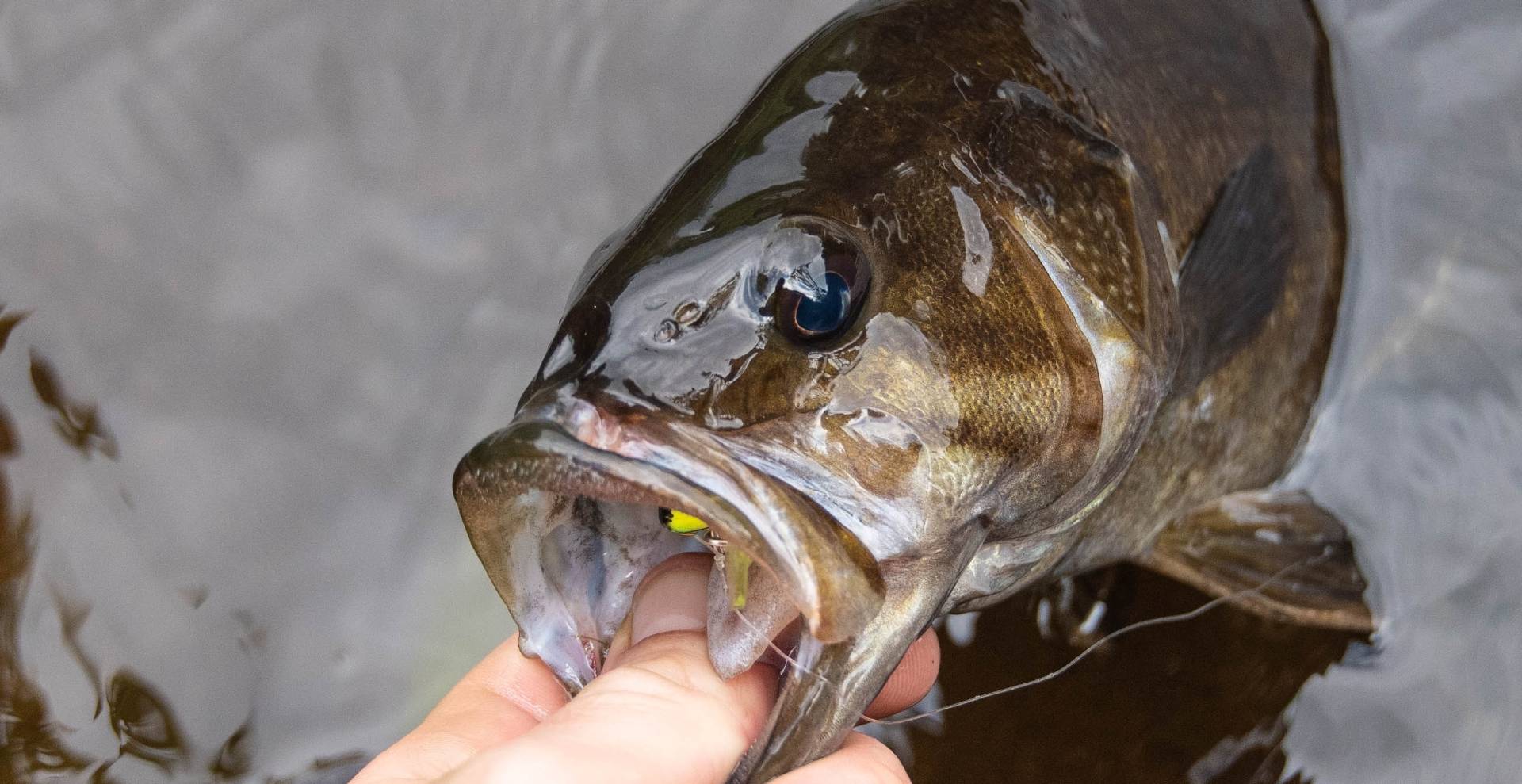 Bass Fishing Tips for Beginners Bass Fishing Tips for Beginners