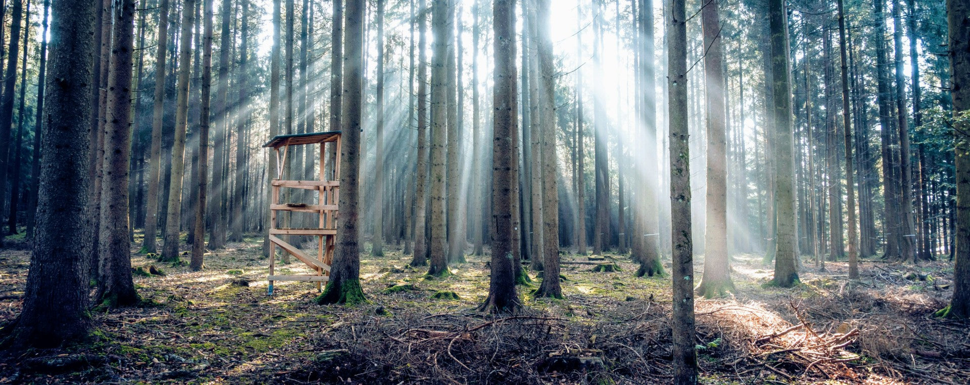 How to Choose the Best Tree Stand for Your Hunting Adventures How to Choose the Best Tree Stand for Your Hunting Adventures