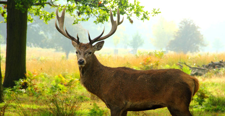 Wicked Ridge Crossbow Reviews Wicked Ridge Crossbow Reviews