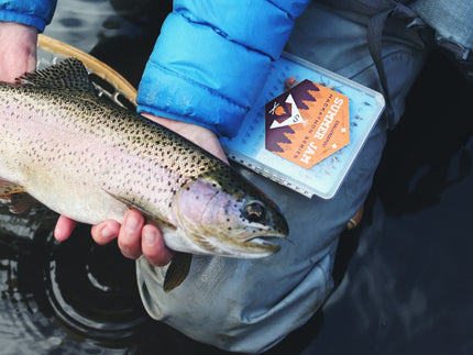 Best Bait to Use for Fishing Bass