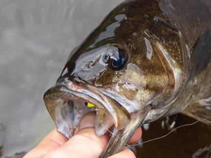 Bass Fishing Tips for Beginners